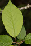 Chokecherry